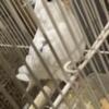 Cockatiel looking for new home