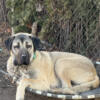 10 month old male Kangal puppy