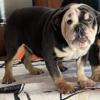 AKC Adult Female English Bulldog For Rehoming