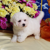 Purebred & Litter Trained, Bichon Frise puppies