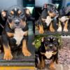 12 weeks old black tri pocket Real American bully male puppy for sale.