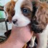Beautiful Mini Cavapoo Puppies! 1m/2f $1000