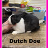 Dutch Rabbits Babies