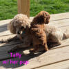 Toy Poodles ~ Males $450