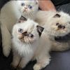 Himalayan and exotic kittens...Taking deposits...Text  me for photos and videos!  Pure sweetness!