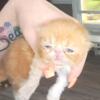 Cfa persian kittens born 4/27