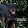 Rottweiler Russian/Serbian Lines (young Male Stud)