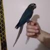 Violet Turquoise Male G.C. Conure