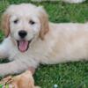 Goldendoodle puppies looking for a good home.