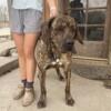 Mastiff Dog for rehoming