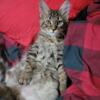 Russian Polydactyl Main Coon and Main Coon Kittens For Sale
