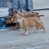 ABKC Registered Pocket American Bully Pups - Fawn Tri - 11 wks old