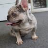 Tri Merle frenchie for stud