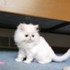 Beautiful White male Persian kitten
