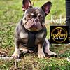 STUD AVAILABLE French BullDog Frenchie