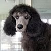 Beautiful AKC / CKC Double-Registered, genetically-tested standard poodle stud. PROVEN breeder.