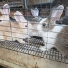 $15 Rabbits bunnies for sale