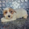 F1b Cockapoo puppy 1 girl available