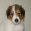 #6 Sable headed white male puppy