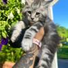 Maine Coon Kittens available