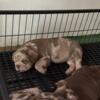 Bully puppies merle chocolate tri