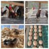 Ayam Ketawa "laughing chickens" chicks and hatching eggs