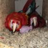 Proven ruby macaw pair