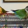 Green Cheek Conures for sale