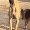 GREAT DANES FOR STUD