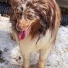 beautiful red merle 2 year old toy aussie