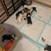 We have BOSTON TERRIER puppies ready to go home May 4th
