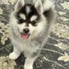 Mini husky Male available May 17th