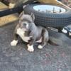 1 Bully blue and white female available