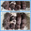 Chocolate/Chocolate Parti, F1b labradoodles ready early may