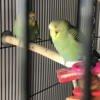 Looking for great homes for nice budgies/parakeets.