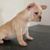 FRENCH BULLDOG PUPPIES AVAILABLE NOW