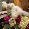 CFA Purebred Persian Kittens
