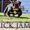 Rick James open for stud full suit chocolate Tri tripple carrier