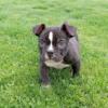 8 week old Male bully puppy