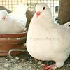Utility White King Pigeons, Large Squabbing Pigeons | Runts & King Pigeons |