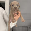 Pitbull Puppies need Forever Home