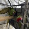 Military macaw proven breeder pair