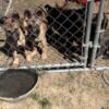 Malinois pups to working homes