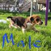 Mini dachshund puppies for sale