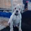 Deaf male boxer puppy