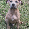 Xl pitbull puppies for Sale