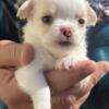 Akc chihuahua blonde longhair male very tiny tcup size