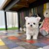 Beautiful and  Healthy Female Maltese Puppy For Sell