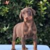 Doberman Puppies available