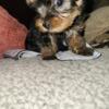 Yorkie  pups for sale